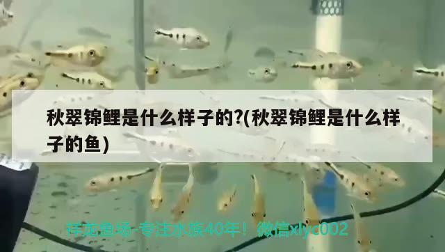 秋翠錦鯉是什么樣子的?(秋翠錦鯉是什么樣子的魚(yú))