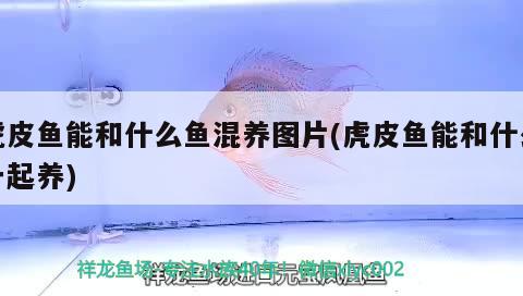 虎皮魚能和什么魚混養(yǎng)圖片(虎皮魚能和什么一起養(yǎng))