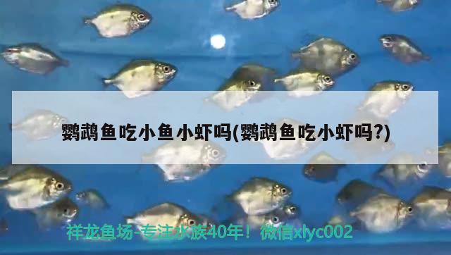 鸚鵡魚吃小魚小蝦嗎(鸚鵡魚吃小蝦嗎?)