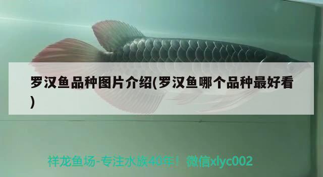 羅漢魚品種圖片介紹(羅漢魚哪個品種最好看)