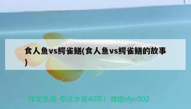 食人魚vs鱷雀鱔(食人魚vs鱷雀鱔的故事) 食人魚（水虎）