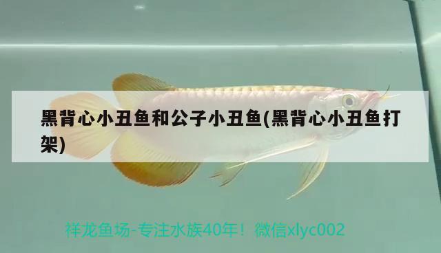 黑背心小丑魚和公子小丑魚(黑背心小丑魚打架)