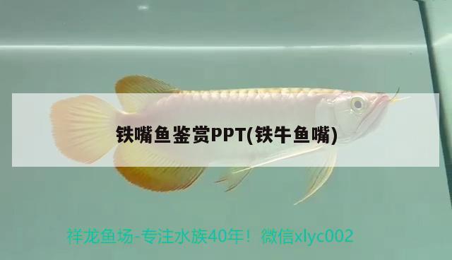 鐵嘴魚鑒賞PPT(鐵牛魚嘴)