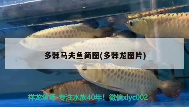 多棘馬夫魚簡圖(多棘龍圖片) 觀賞魚