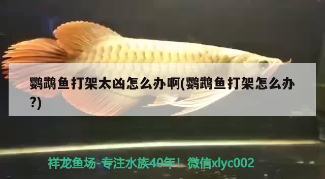 鸚鵡魚打架太兇怎么辦啊(鸚鵡魚打架怎么辦?)