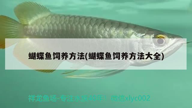 蝴蝶魚飼養(yǎng)方法(蝴蝶魚飼養(yǎng)方法大全) 蝴蝶鯉