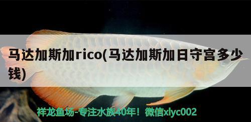 馬達加斯加rico(馬達加斯加日守宮多少錢)