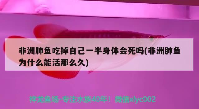 非洲肺魚吃掉自己一半身體會(huì)死嗎(非洲肺魚為什么能活那么久)