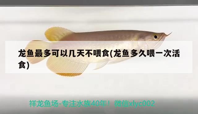 龍魚最多可以幾天不喂食(龍魚多久喂一次活食)