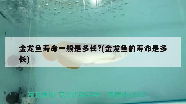 金龍魚壽命一般是多長?(金龍魚的壽命是多長) 觀賞魚