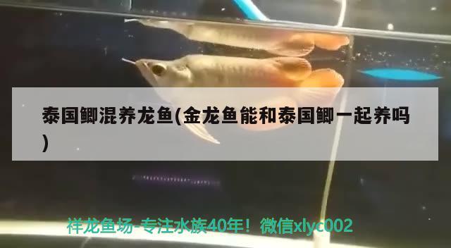 泰國鯽混養(yǎng)龍魚(金龍魚能和泰國鯽一起養(yǎng)嗎)