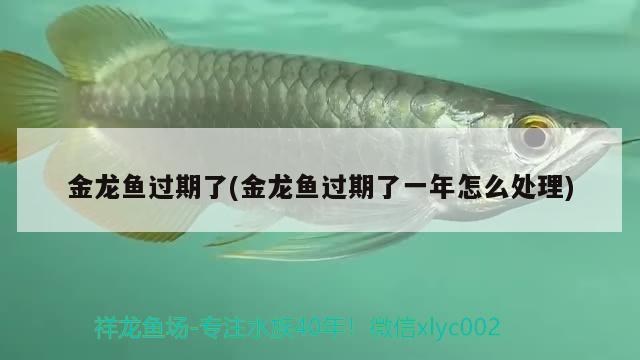 金龍魚過期了(金龍魚過期了一年怎么處理) 觀賞魚