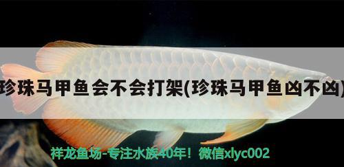 珍珠馬甲魚會(huì)不會(huì)打架(珍珠馬甲魚兇不兇)