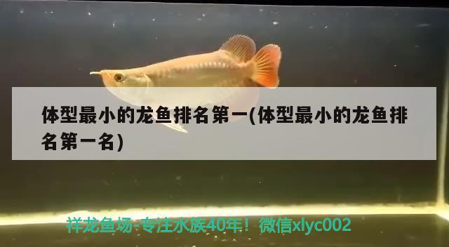 體型最小的龍魚排名第一(體型最小的龍魚排名第一名) 黑帝王魟魚