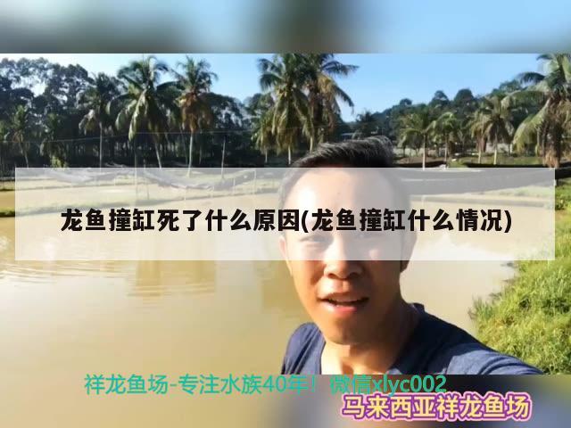 龍魚撞缸死了什么原因(龍魚撞缸什么情況) 噴點菠蘿魚