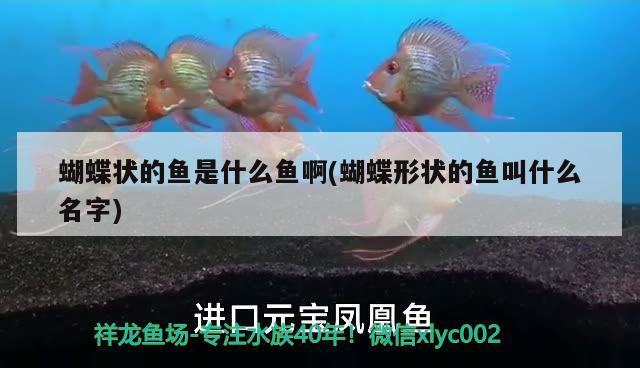 蝴蝶狀的魚是什么魚啊(蝴蝶形狀的魚叫什么名字)