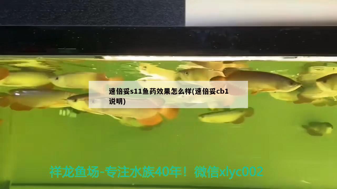 速倍妥s11魚藥效果怎么樣(速倍妥cb1說(shuō)明)