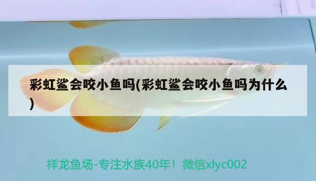 彩虹鯊會(huì)咬小魚嗎(彩虹鯊會(huì)咬小魚嗎為什么)