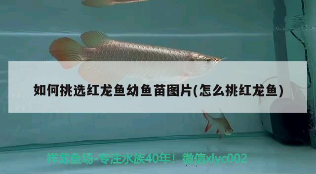 如何挑選紅龍魚幼魚苗圖片(怎么挑紅龍魚) 飛鳳魚苗