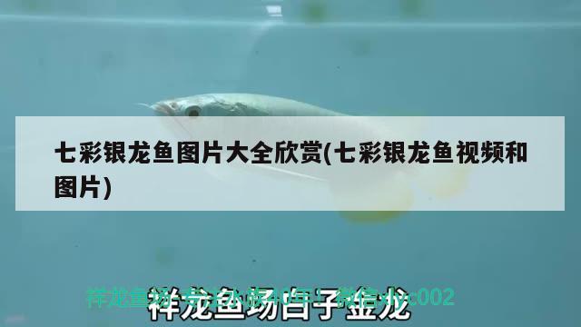 七彩銀龍魚(yú)圖片大全欣賞(七彩銀龍魚(yú)視頻和圖片)