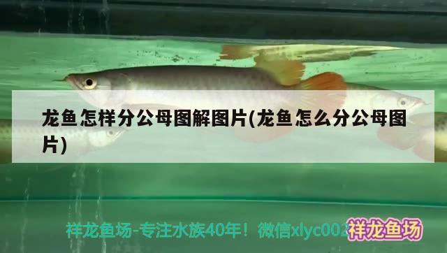 龍魚怎樣分公母圖解圖片(龍魚怎么分公母圖片)