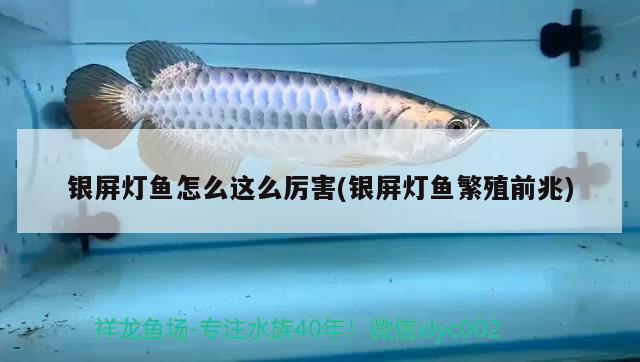 銀屏燈魚怎么這么厲害(銀屏燈魚繁殖前兆)