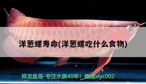 洋蔥螺壽命(洋蔥螺吃什么食物) 觀賞魚(yú)