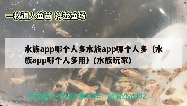 水族app哪個人多水族app哪個人多（水族app哪個人多用）(水族玩家)