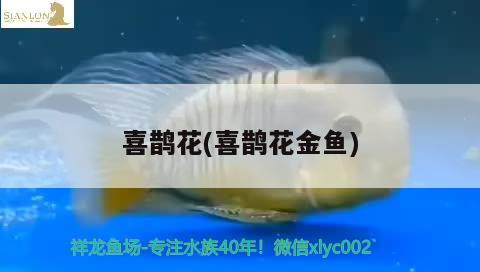 喜鵲花(喜鵲花金魚)