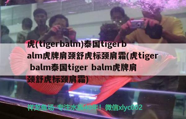 虎(tigerbalm)泰國tigerbalm虎牌肩頸舒虎標頸肩霜(虎tigerbalm泰國tigerbalm虎牌肩頸舒虎標頸肩霜) 觀賞魚