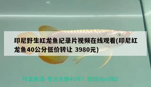 印尼野生紅龍魚紀錄片視頻在線觀看(印尼紅龍魚40公分低價轉(zhuǎn)讓3980元) 紅龍魚百科