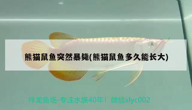 熊貓鼠魚突然暴斃(熊貓鼠魚多久能長(zhǎng)大) 觀賞魚