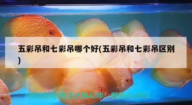 五彩吊和七彩吊哪個好(五彩吊和七彩吊區(qū)別) 觀賞魚