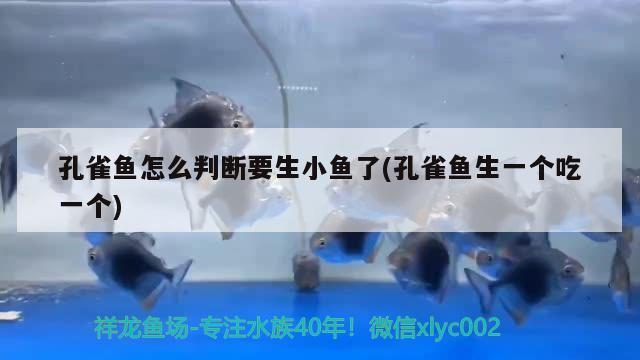 孔雀魚怎么判斷要生小魚了(孔雀魚生一個吃一個) 觀賞魚