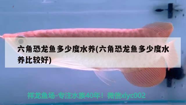 六角恐龍魚(yú)多少度水養(yǎng)(六角恐龍魚(yú)多少度水養(yǎng)比較好)