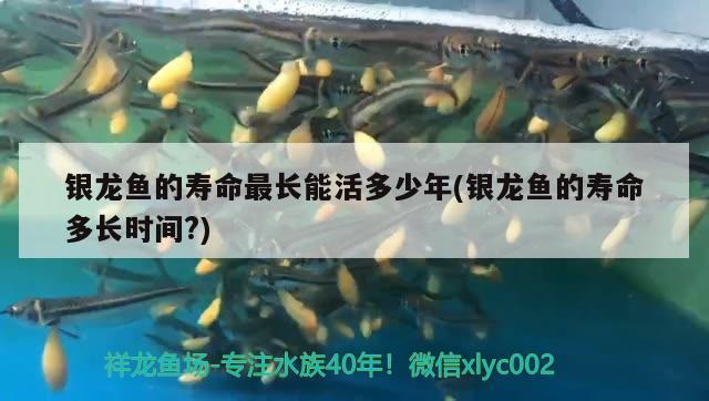 銀龍魚的壽命最長能活多少年(銀龍魚的壽命多長時間?)