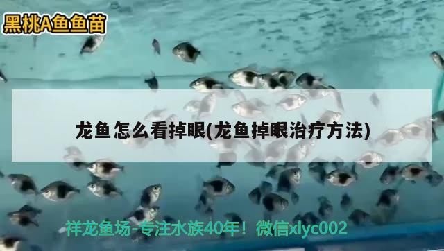 龍魚怎么看掉眼(龍魚掉眼治療方法)