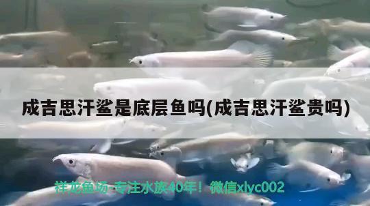 成吉思汗鯊是底層魚嗎(成吉思汗鯊貴嗎)