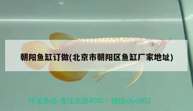 朝陽魚缸訂做(北京市朝陽區(qū)魚缸廠家地址)