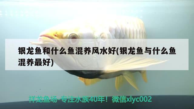 銀龍魚和什么魚混養(yǎng)風(fēng)水好(銀龍魚與什么魚混養(yǎng)最好) 魚缸風(fēng)水