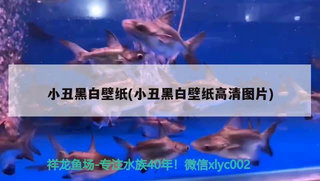 小丑黑白壁紙(小丑黑白壁紙高清圖片) 觀賞魚