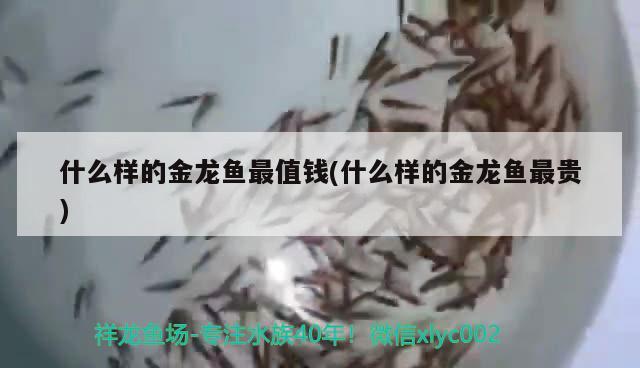 什么樣的金龍魚最值錢(什么樣的金龍魚最貴) 虎魚百科