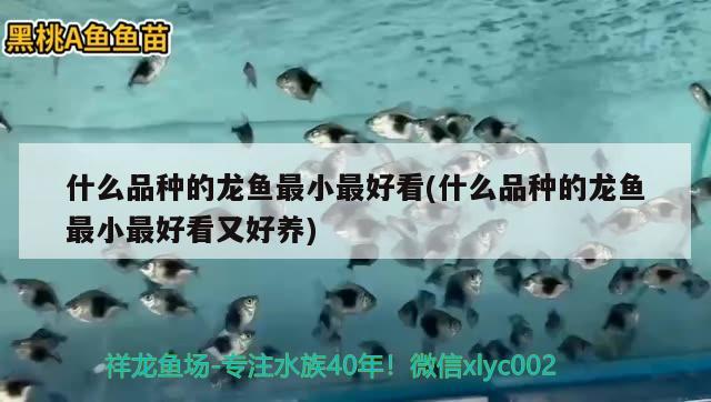 什么品種的龍魚最小最好看(什么品種的龍魚最小最好看又好養(yǎng))