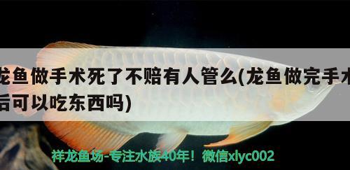 龍魚做手術(shù)死了不賠有人管么(龍魚做完手術(shù)后可以吃東西嗎)