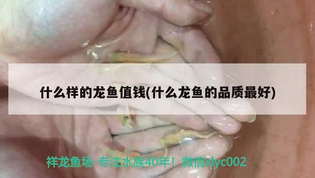 什么樣的龍魚值錢(什么龍魚的品質(zhì)最好)