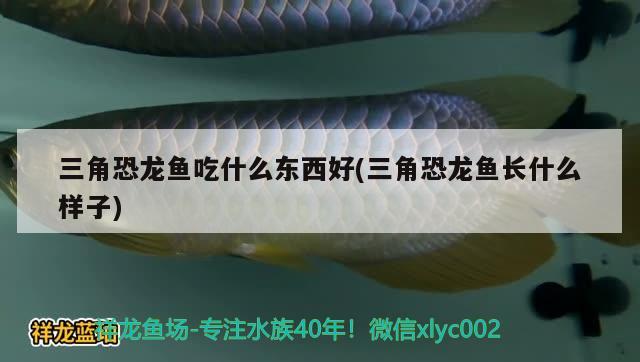 三角恐龍魚吃什么東西好(三角恐龍魚長什么樣子) 七彩神仙魚