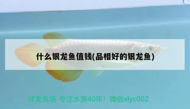 什么銀龍魚值錢(品相好的銀龍魚)