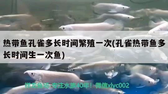 熱帶魚孔雀多長(zhǎng)時(shí)間繁殖一次(孔雀熱帶魚多長(zhǎng)時(shí)間生一次魚)