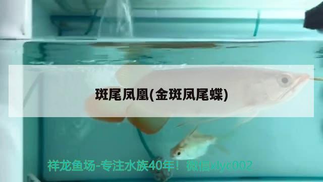 斑尾鳳凰(金斑鳳尾蝶) 觀賞魚 第2張