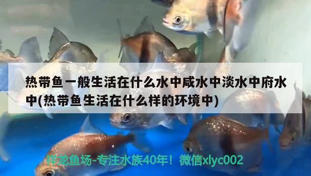 熱帶魚一般生活在什么水中咸水中淡水中府水中(熱帶魚生活在什么樣的環(huán)境中) 紅魔王銀版魚